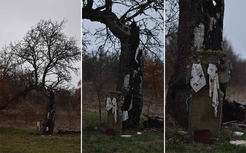 Запис, свето дрво, фото уступљена од аутора